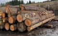 Douglas Fir, Hemlock, Ponderosa Pine & White Fir