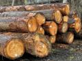 Douglas Fir, Hemlock, Ponderosa Pine & White Fir