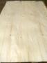 Poplar (Aspen) peeled veneer Rus Kavak Kaplama