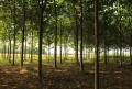 Paulownia Plantation for Sale – 260 Hybrid Trees, 8 Years Old, Medsave, Croatia