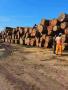 Hardwood round logs