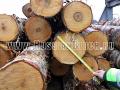 Birch Peeler Logs for Core and Face veneer