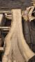 Premium Red Walnut Timber (Juglans regia) – Available for Export