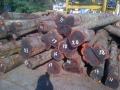 GUAYACAN / BROWN EBONY DEBARKED LOGS