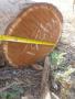 ARGENTINE OSAGE ORANGE / FUSTIC MULBERRY DEBARKED LOGS