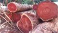 Quality African exotics hardwoods